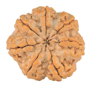 7 Mukhi Rudraksha 28.2mm 7.71gm - Rudraksha back