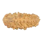 1 Mukhi Rudraksha 34.5mm 4.09gm - Rudraksha back