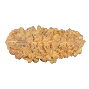 1 Mukhi Rudraksha 34.5mm 4.09gm - Rudraksha back