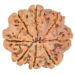 8 Mukhi Rudraksha 26.8mm 6.23gm - Rudraksha back