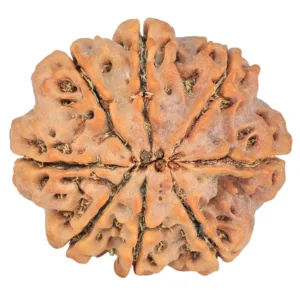 8 Mukhi Rudraksha 26.8mm 6.23gm - Rudraksha back