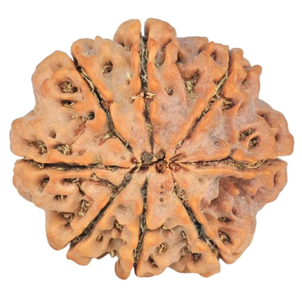 8 Mukhi Rudraksha 26.8mm 6.23gm - Rudraksha back