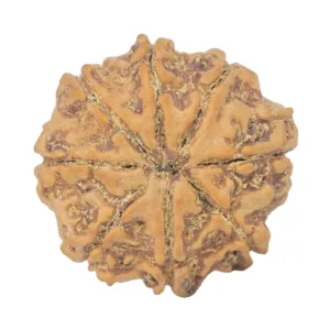 8 Mukhi Rudraksha 25.8mm 5.25gm - Rudraksha back