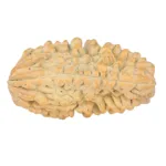 1 Mukhi Rudraksha 33.8mm 5.89gm - Rudraksha back