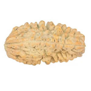 1 Mukhi Rudraksha 33.8mm 5.89gm - Rudraksha back