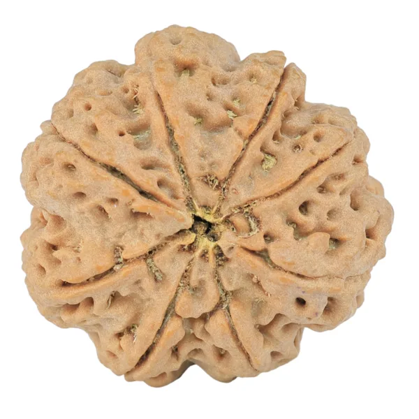 8 Mukhi Rudraksha 29.3mm 8.11gm - Rudraksha back