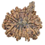 14 Mukhi Ganesh 26.5mm 4.52gm - Rudraksha back