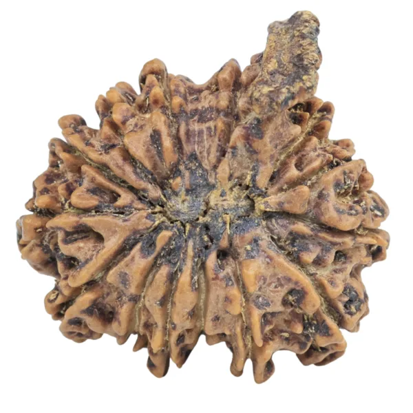 14 Mukhi Ganesh 26.5mm 4.52gm - Rudraksha back