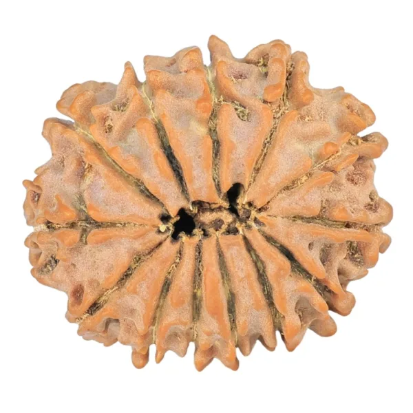 13 Mukhi Rudraksha 24.8mm 3.49gm - Rudraksha back