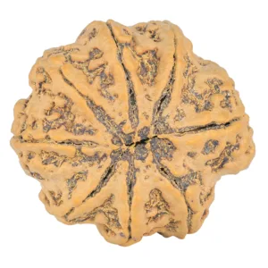 8 Mukhi Rudraksha 31.1mm 7.43gm - Rudraksha back