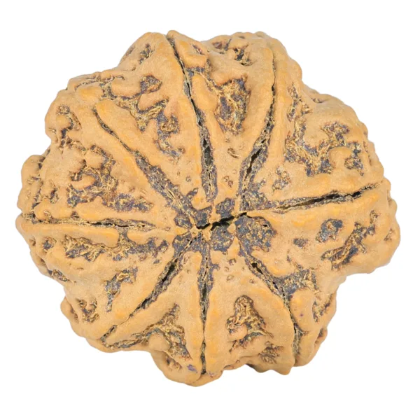 8 Mukhi Rudraksha 31.1mm 7.43gm - Rudraksha back