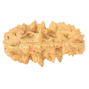1 Mukhi Rudraksha 35.1mm 5.63gm - Rudraksha back