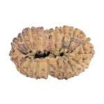 18 MK Gaurishankar 20.4mm 1.42gm - Rudraksha back