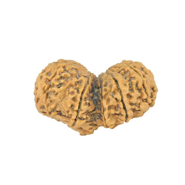 13 MK Gaurishankar 41.8mm 8.09gm - Rudraksha back
