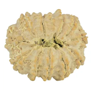 11 Mukhi Rudraksha 23.4mm 3.35gm - Rudraksha back