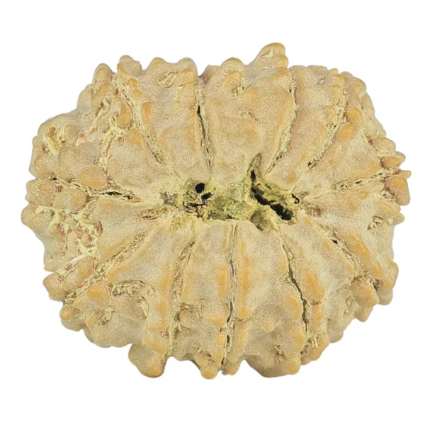11 Mukhi Rudraksha 23.4mm 3.35gm - Rudraksha back