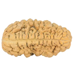 1 Mukhi Rudraksha 33.6mm 6.22gm - Rudraksha back