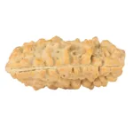 1 Mukhi Rudraksha 35.4mm 6gm - Rudraksha back