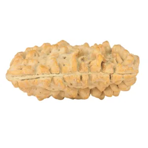 1 Mukhi Rudraksha 35.4mm 6gm - Rudraksha back