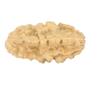 1 Mukhi Rudraksha 35.7mm 5.84gm - Rudraksha back