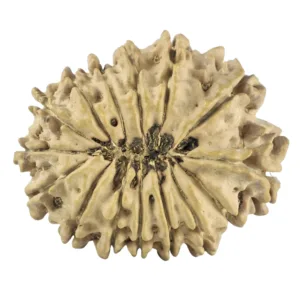 14 Mukhi Rudraksha 26.5mm 3gm - Rudraksha back