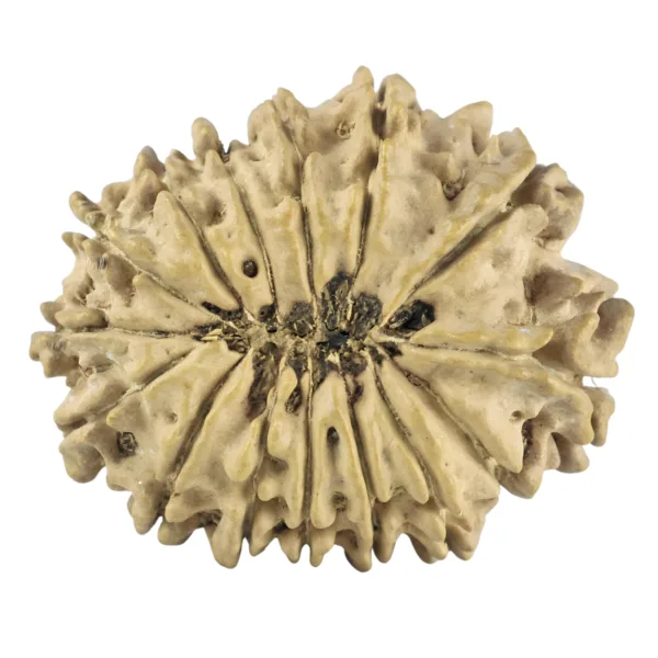 14 Mukhi Rudraksha 26.5mm 3gm - Rudraksha back