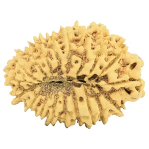 19 Mukhi Rudraksha 32mm 4.07gm - Rudraksha back