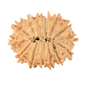 14 Mukhi Rudraksha 22mm 2.17gm - Rudraksha back
