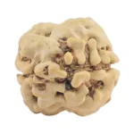 2 Mukhi Rudraksha 24.2mm 2.21gm - Origin: Nepal - Rudraksha back