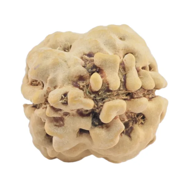 2 Mukhi Rudraksha 24.2mm 2.21gm - Origin: Nepal - Rudraksha back
