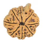 8 Mukhi Ganesh 29mm 4.64gm - Rudraksha back