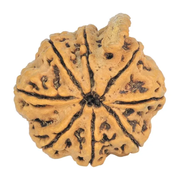 8 Mukhi Ganesh 29mm 4.64gm - Rudraksha back