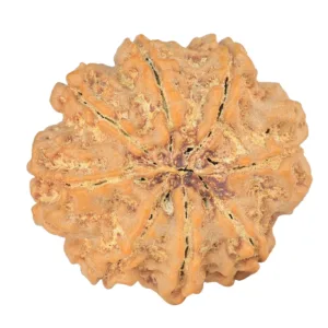 8 Mukhi Rudraksha 27.5mm 5.87gm - Rudraksha back