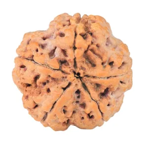 5 Mukhi Rudraksha 29.7mm 10gm - Rudraksha back