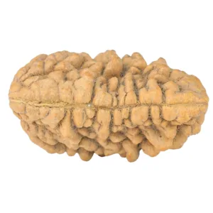 1 Mukhi Rudraksha 32.4mm 3.93gm - Rudraksha back