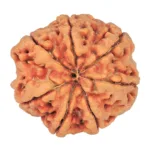 7 Mukhi Rudraksha 27.2mm 6.12gm - Rudraksha back