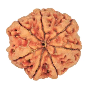 7 Mukhi Rudraksha 27.2mm 6.12gm - Rudraksha back