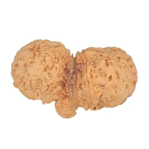 10 Mukhi Mini Trijuti 38mm 7.06gm - Rudraksha back