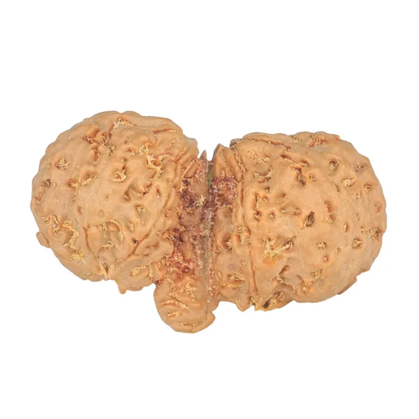 10 Mukhi Mini Trijuti 38mm 7.06gm - Rudraksha back