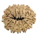 14 Mukhi Rudraksha 27.2mm 3.3gm - Rudraksha back
