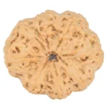 8 Mukhi Rudraksha 32.1mm 8gm - Rudraksha back