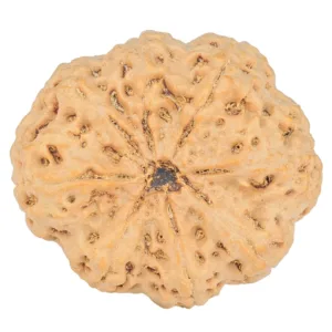 8 Mukhi Rudraksha 32.1mm 8gm - Rudraksha back