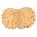 9 MK Gaurishankar 34.6mm 7.17gm - Rudraksha back