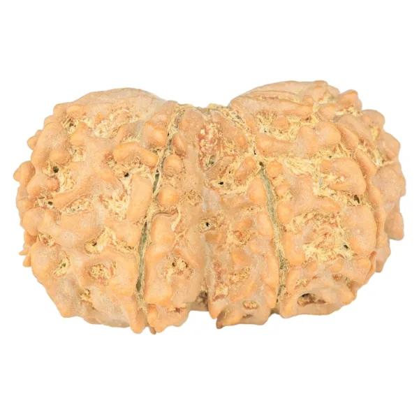 9 MK Gaurishankar 34.6mm 7.17gm - Rudraksha back