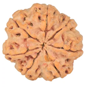 7 Mukhi Rudraksha 26.7mm 6gm - Origin: Nepal - Rudraksha back