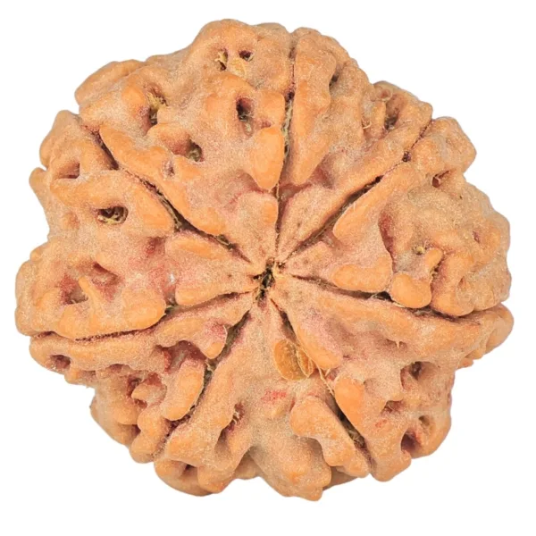 7 Mukhi Rudraksha 26.7mm 6gm - Origin: Nepal - Rudraksha back
