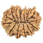 14 Mukhi Ganesh 28.7mm 4.77gm - Rudraksha back