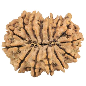 14 Mukhi Ganesh 28.7mm 4.77gm - Rudraksha back
