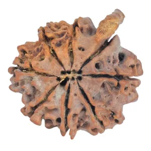 8 Mukhi Ganesh 27.4mm 4.26gm - Rudraksha back