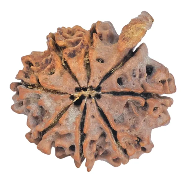 8 Mukhi Ganesh 27.4mm 4.26gm - Rudraksha back
